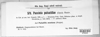Puccinia ustalis image
